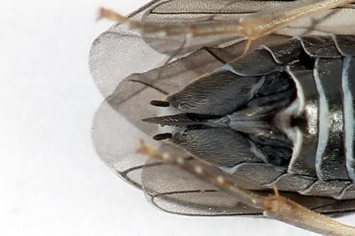 Réf. 223 216 : Periclista lineolata